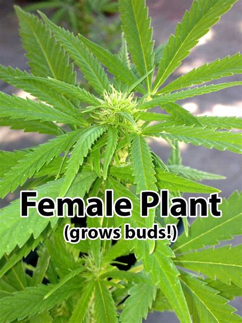 pictures of female marijuana plants.